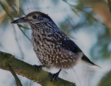 Miniatura: Szybki sprawdzian z historii Polski. Za...