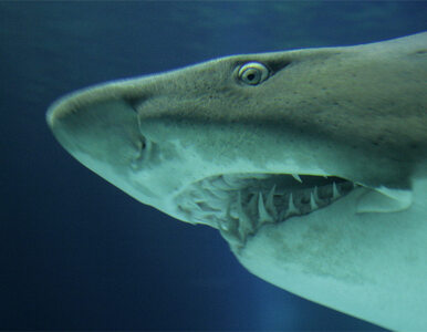 Miniatura: USA: atak rekinów w wodzie... sięgającej...