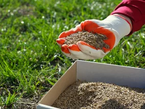 Miniatura: Murawa jak na Narodowym? Czy już dosiewać...