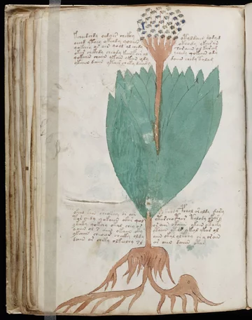 Strona z manuskryptu Wojnicza 