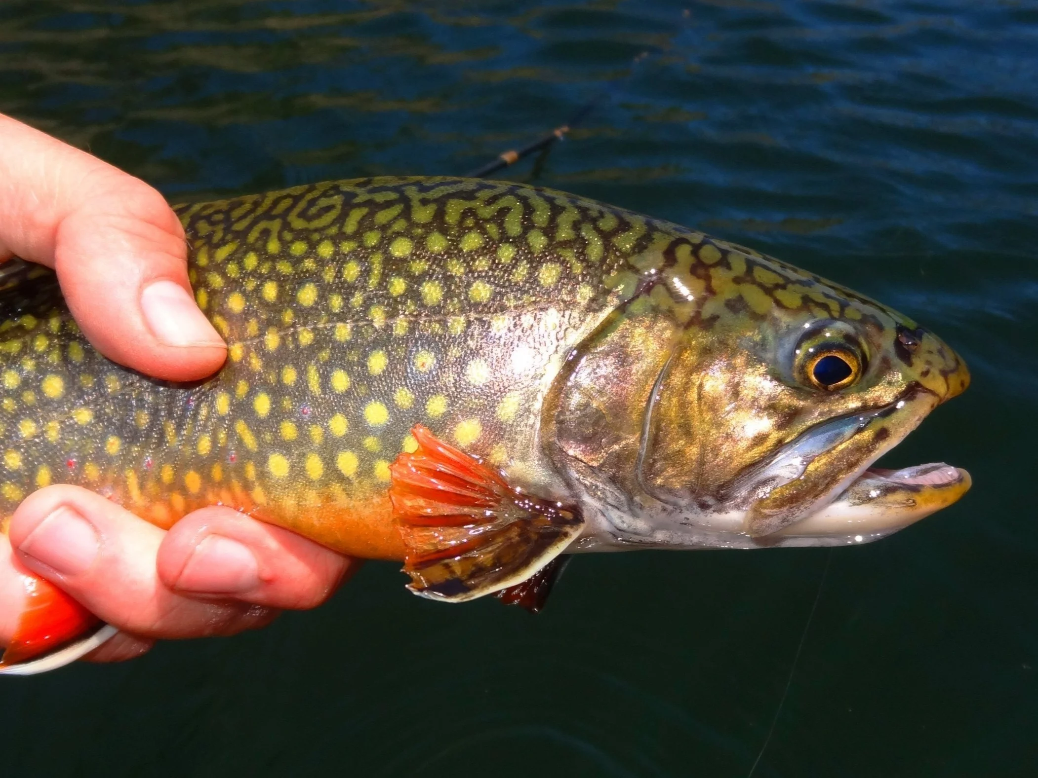 Znasz się na rybach? Sprawdzimy w tym QUIZIE