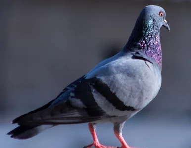 Miniatura: Porażka indyjskich służb. Zatrzymany przez...
