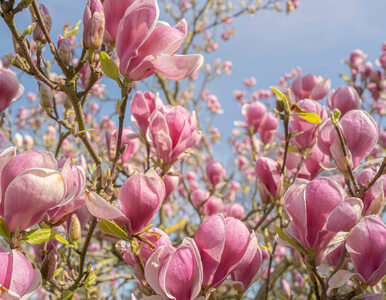 Miniatura: Magnolia może kwitnąć dwa razy w sezonie!...