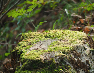 Miniatura: Zrób to z pniem po wycince. Zniknie...