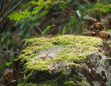 Miniatura: Zrób to z pniem po wycince. Zniknie...