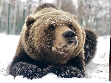 Niedźwiedź Mansur 