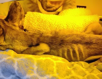 Miniatura: Influencerka zagłodziła psa i nie chciała...