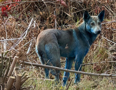 Miniatura: Niespotykany widok na terenie elektrowni w...