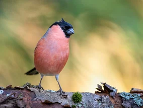 Miniatura: QUIZ. Rozpoznasz ptaki występujące w...