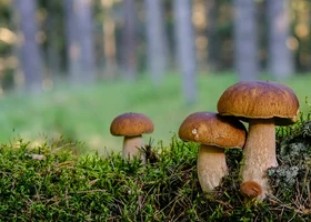 Miniatura: QUIZ grzybowy. Wiesz, które grzyby są...