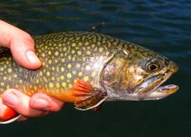 Miniatura: Znasz się na rybach? Sprawdzimy w tym QUIZIE