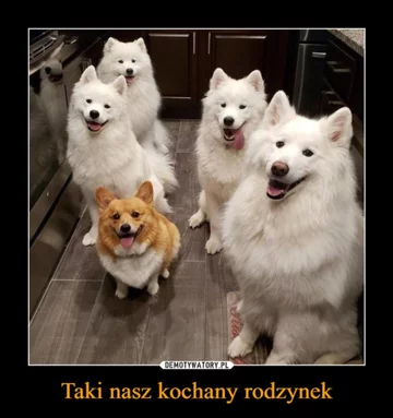 Mem z okazji Dnia Psa 