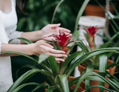 Miniatura: Guzmania nie kwitnie? Oto pięć możliwych...