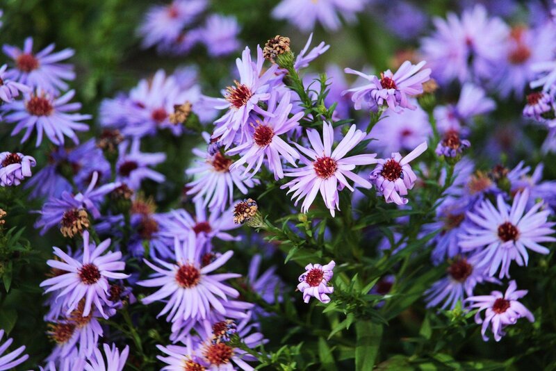 Aster krzaczasty – Aster dumosus