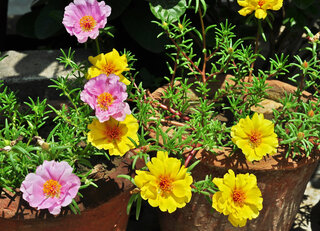 Portulaka wielkokwiatowa Portulaca grandiflora
