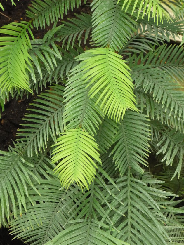 Wolemia szlachetna – liście 