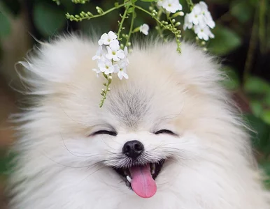 Miniatura: Najsłodszy psiak na Instagramie?...