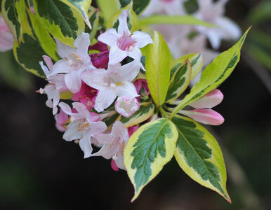 Miniatura: Pół metra wysokości, a efekt jak z ogrodu....