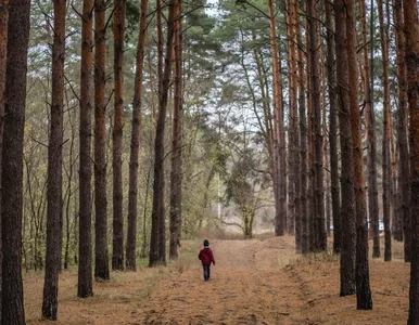 Miniatura: Częsty kontakt z naturą pozytywnie wpływa...