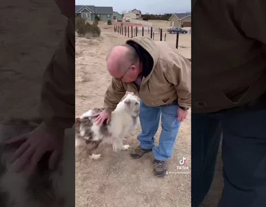 Miniatura: Głuchy i niewidomy pies miał rozpoznać...