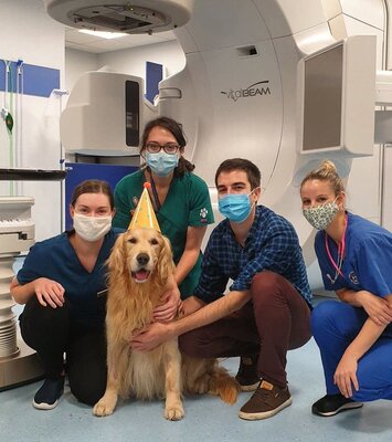 Miniatura: Pies Claude przeszedł radioterapię. Tak...