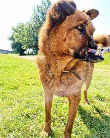 Piesek o imieniu Juri 