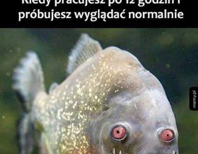 Miniatura: Dzień Pracoholika. Internauci tworzą MEMY...