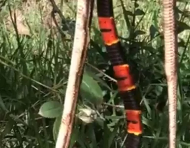 Miniatura: Jadowity wąż, jego ofiara i „ta trzecia”....