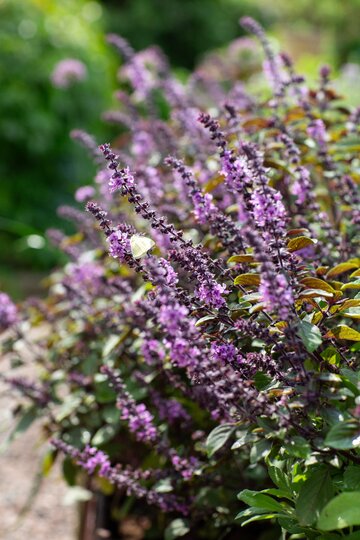 Bazylia kwiatowa Kwitnąca bazylia