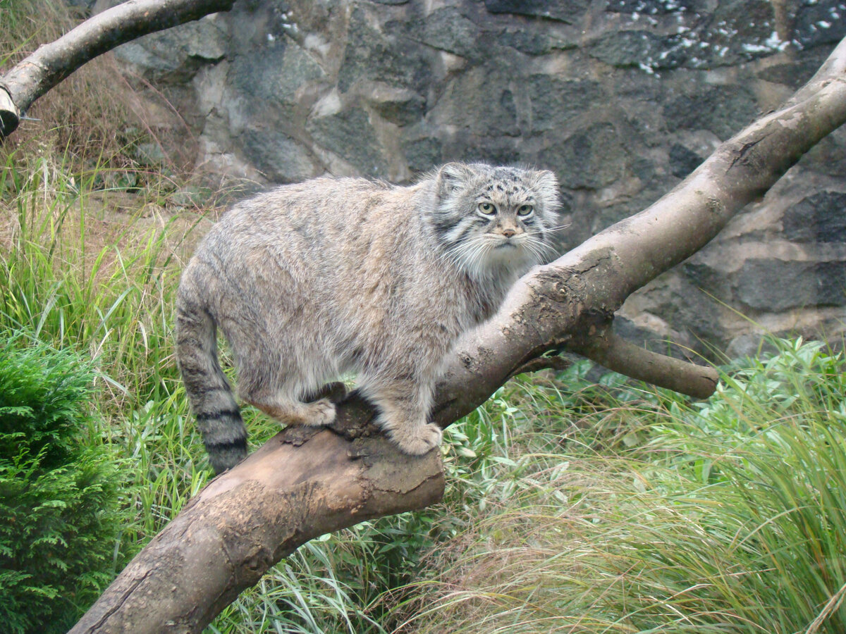 Manul 