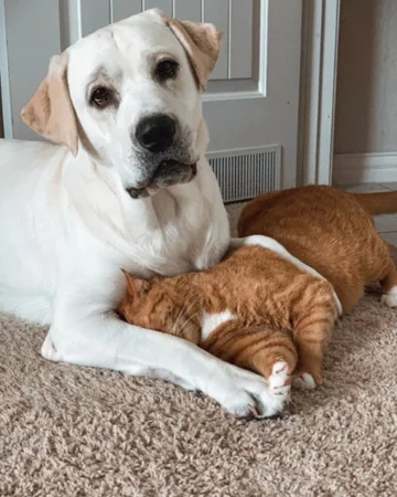 Thor i Simba 