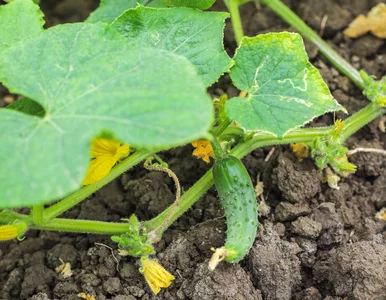 Miniatura: Wrzuć to pod ogórki, będą zdrowe, a plony...