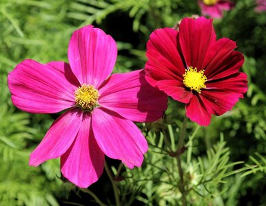 Miniatura: Posiej te kwiaty w lipcu, twój ogród...