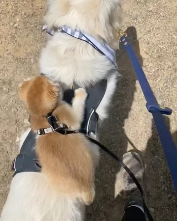 Pies Samson i kot Cleo 