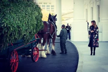 Melania Trump odbierająca drzewko 