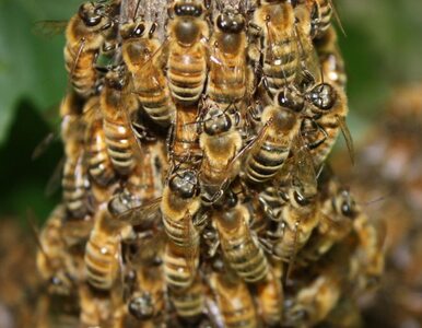 Miniatura: 25 tysięcy martwych pszczół na parkingu