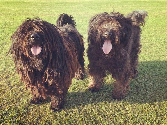 Miniatura: Bergamasco czyli niezwykłe psy pasterskie