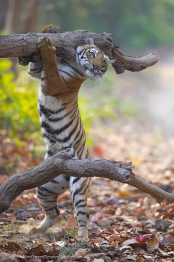 Finaliści konkursu Comedy Wildlife Photo Awards 2021 