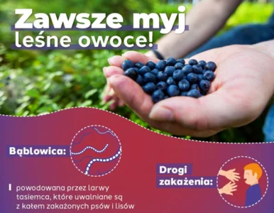 Miniatura: Sanepid ostrzega przed bąblowicą – co to...