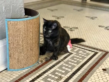 Koty w Safe Haven Pet Sanctuary 