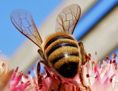 Miniatura: Obrońcy pszczół wyjdą na ulice