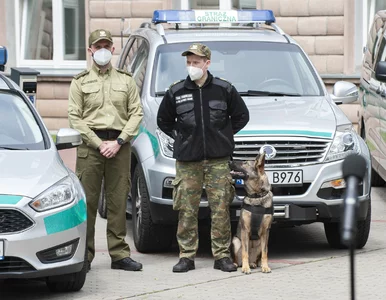 Miniatura: „Patrole zjadają psy, bo wyżarły już...