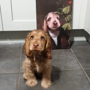 Cocker spaniel Winnie 