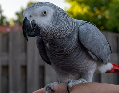 Miniatura: Zoo ma poważny problem. Papugi zaczęły...