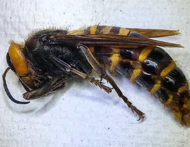 Miniatura: Morderczy szerszeń w USA. Gigantyczny owad...