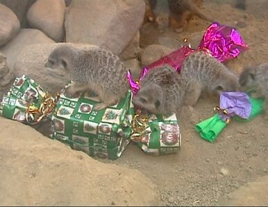 Miniatura: Zwierzęta w zoo dostały gwiazdkowe prezenty