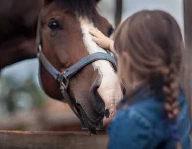 Miniatura: Tak „bieduje” klasa średnia. Orbitowski:...