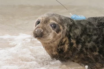 Cztery foki szare zostały wypuszczone  do Bałtyku na plaży w Słowińskim Parku Narodowym (fot. WWF Polska / Anna Kassolik)