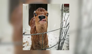 A śnieg z nosa zlizuję tak... 