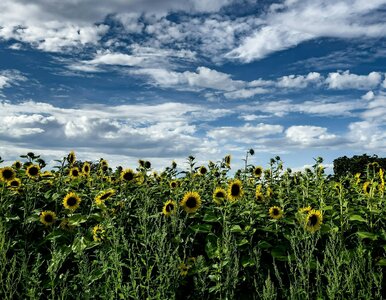 Miniatura: Przysłowia polskie z miesiącami. Chylimy...